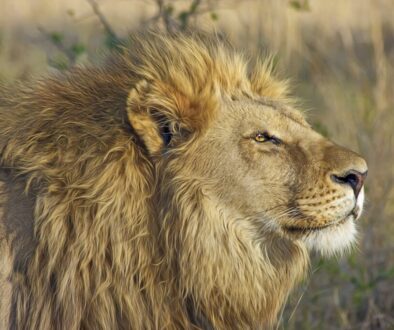 designerpoint-lion-515028