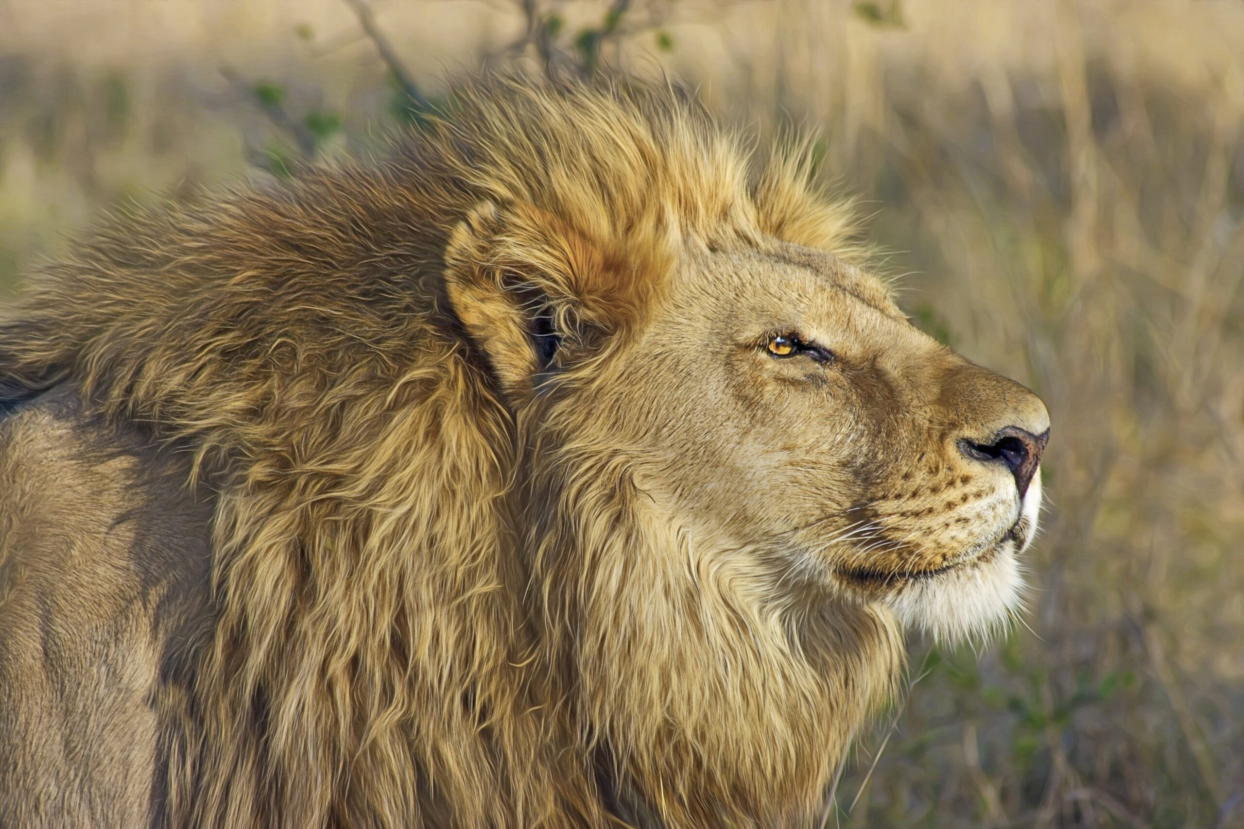 designerpoint-lion-515028